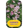 Raganė - Clematis Princess Kate
