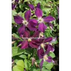 Puošnioji raganė - Clematis jackmanii MIKELITE