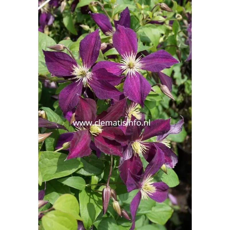 Raganė - Clematis Romantika