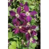 Raganė - Clematis Romantika