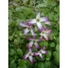Mėlynžiedė raganė - Clematis viticella MINUET