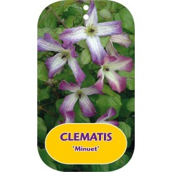 Mėlynžiedė raganė - Clematis viticella MINUET