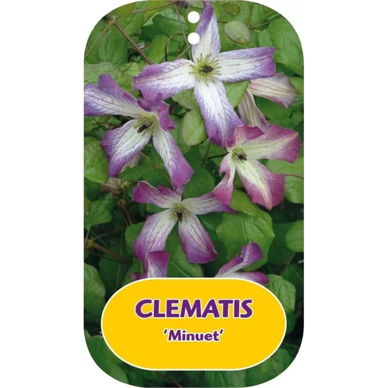 Mėlynžiedė raganė - Clematis viticella MINUET Mėlynžiedė raganė - Clematis viticella MINUET
