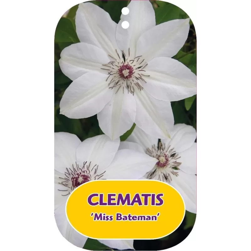Plačiažiedė raganė - Clematis patens MISS BATEMAN Plačiažiedė raganė - Clematis patens MISS BATEMAN