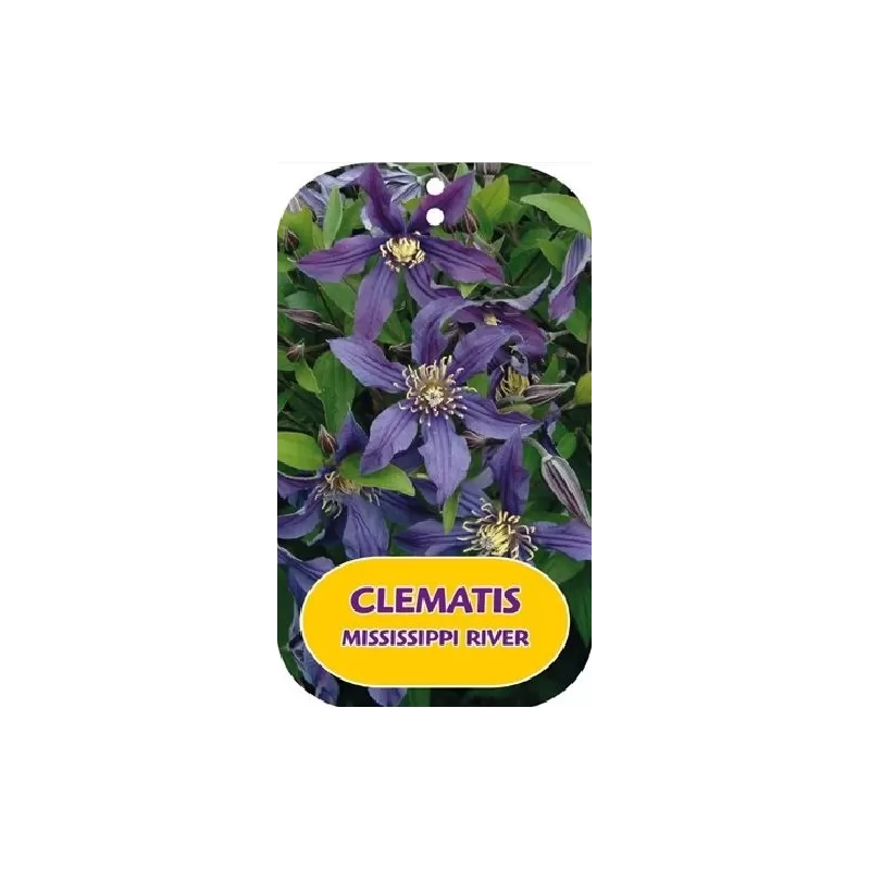 Įvairialapė raganė - Clematis diversifolia MISSISSIPPI RIVER