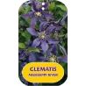 Clematis diversifolia MISSISSIPPI RIVER