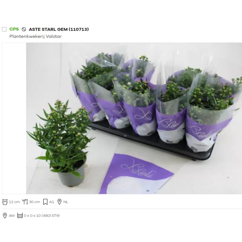 Astras - Aster (Novi-belgii Grp) Starletta mix  p12 x10