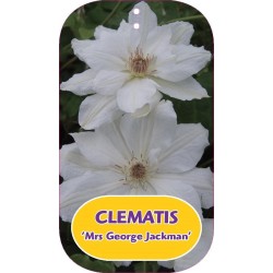 Clematis Mrs GEORGE JACKMAN