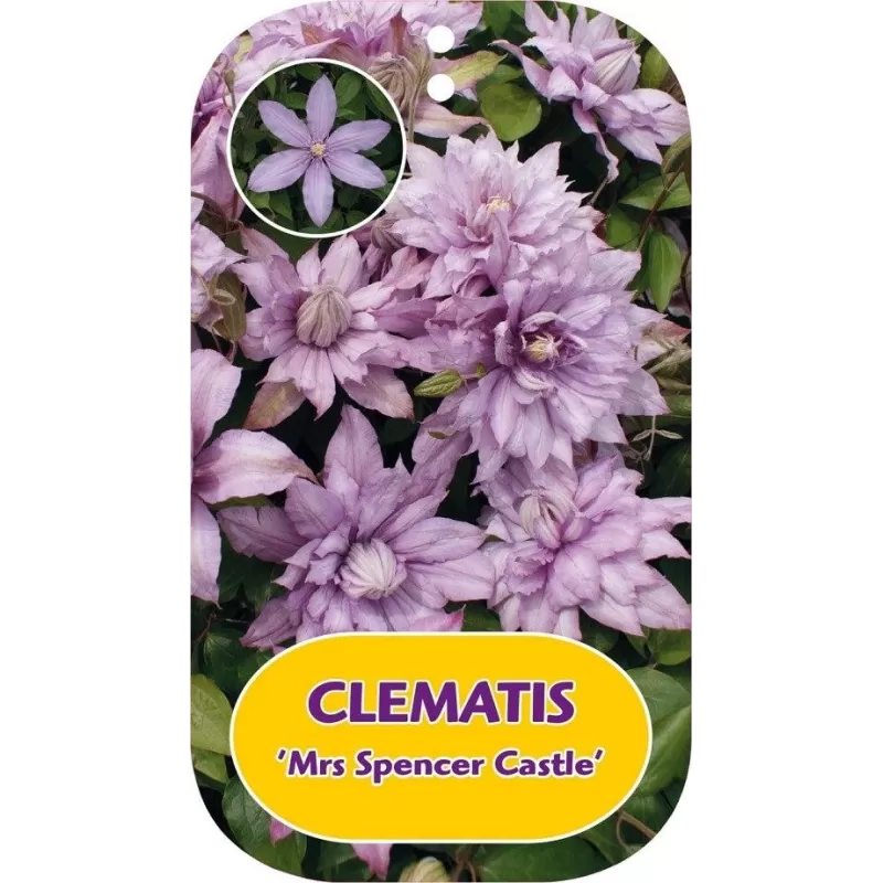 Clematis patens Mrs SPENCER CASTLE