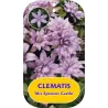 Clematis patens Mrs SPENCER CASTLE