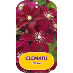 Clematis patens NIOBE
