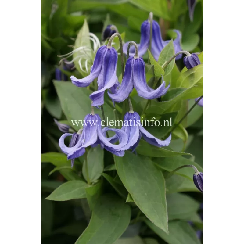 Clematis integrifolia OLGAE