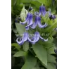 Sveikalapė raganė - Clematis integrifolia OLGAE