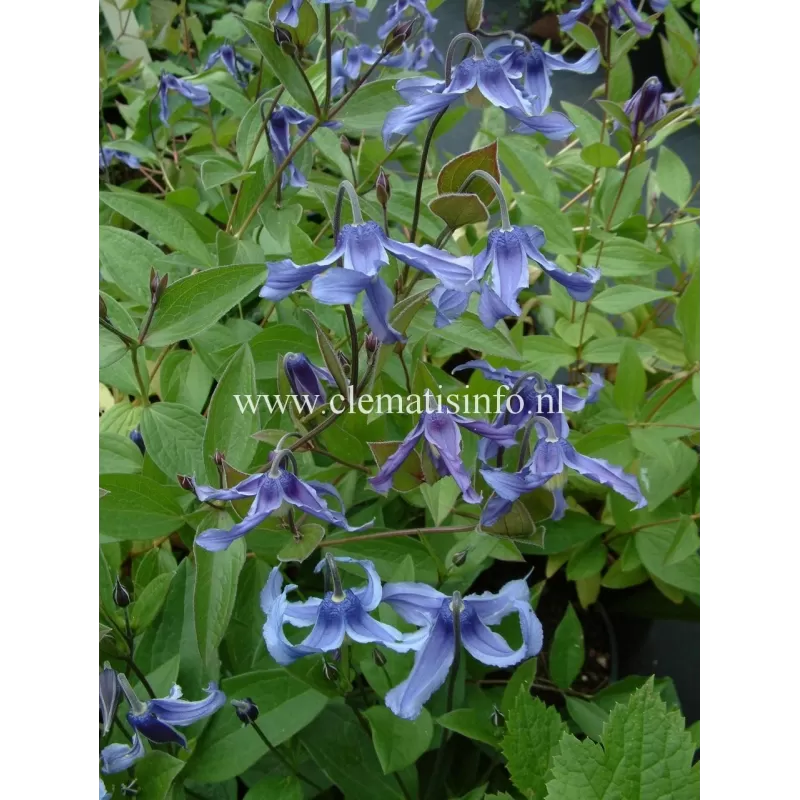 Clematis integrifolia OZAWA BLUE