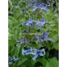 Clematis integrifolia OZAWA BLUE