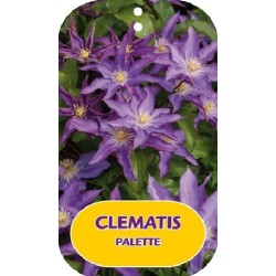 Plačiažiedė raganė - Clematis patens PALETTE