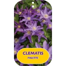 Clematis patens PALETTE