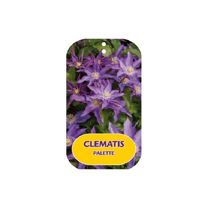 Clematis patens PALETTE