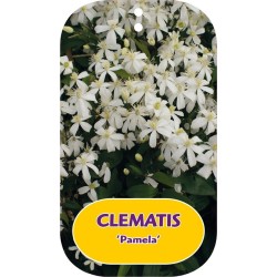 Kvapnioji liepsnotoji raganė - Clematis flammula PAMELA