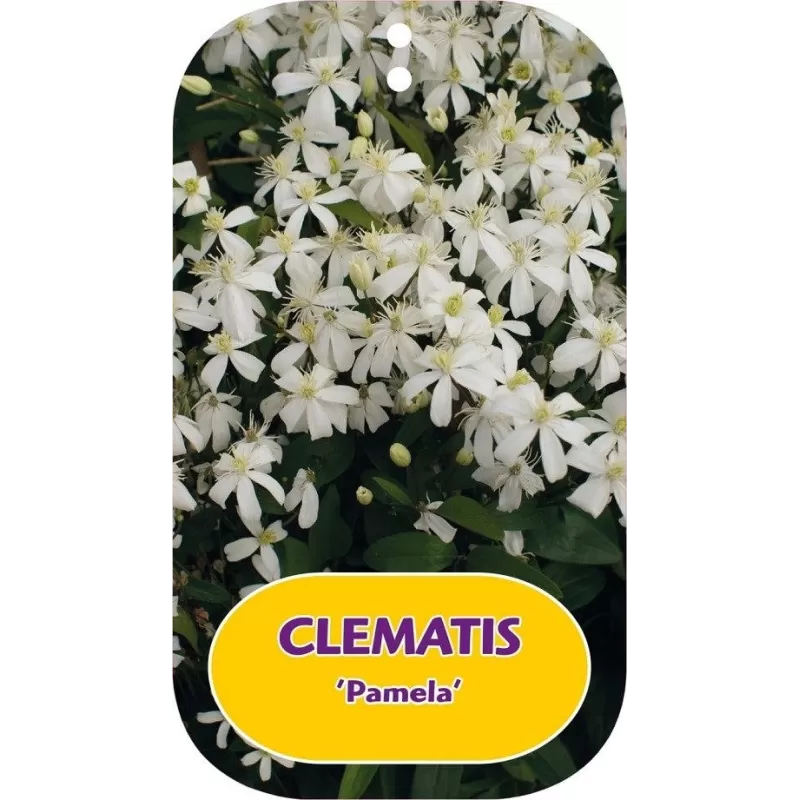 Kvapnioji liepsnotoji raganė - Clematis flammula PAMELA Kvapnioji liepsnotoji raganė - Clematis flammula PAMELA
