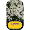 Clematis flammula PAMELA