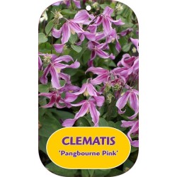 Clematis integrifolia PANGBOURNE PINK
