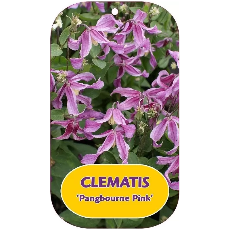 Clematis integrifolia PANGBOURNE PINK