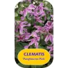 Clematis integrifolia PANGBOURNE PINK