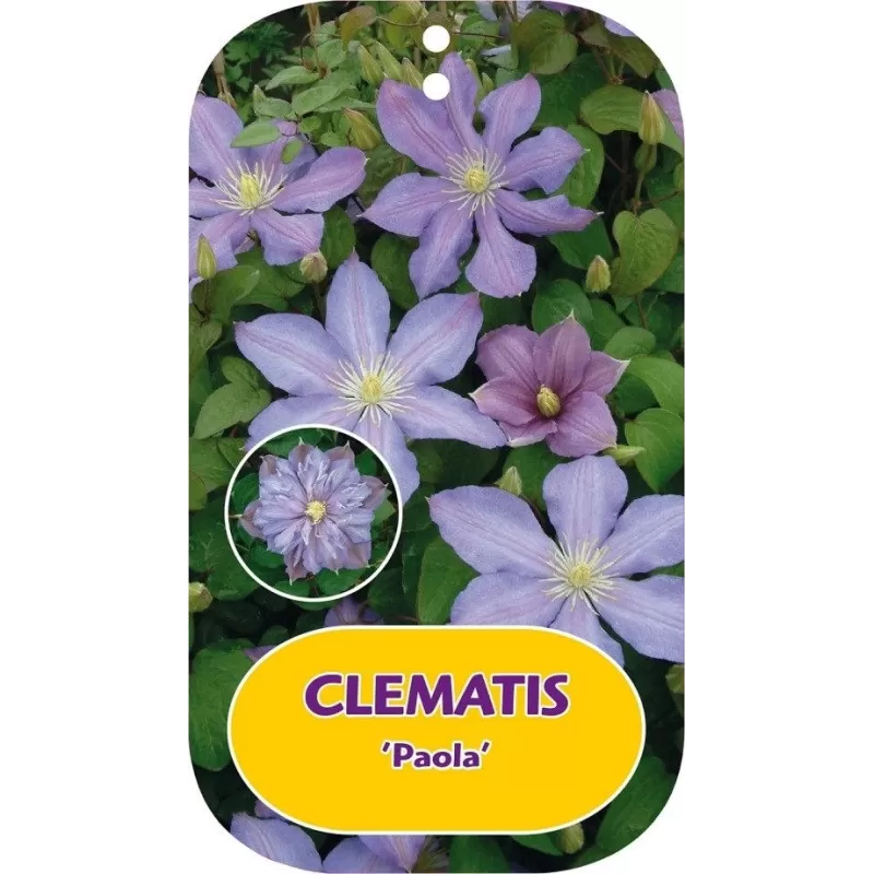 Plačiažiedė raganė - Clematis patens PAOLA