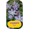 Plačiažiedė raganė - Clematis patens PAOLA