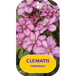 Plačiažiedė raganė - Clematis patens PARADISO