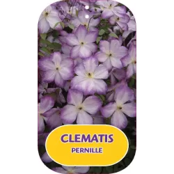 Clematis viticella PERNILLE