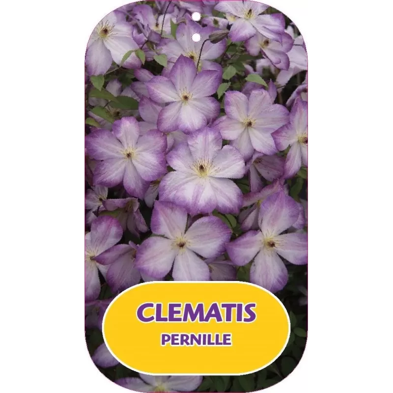 Mėlynžiedė raganė - Clematis viticella PERNILLE