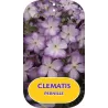 Mėlynžiedė raganė - Clematis viticella PERNILLE