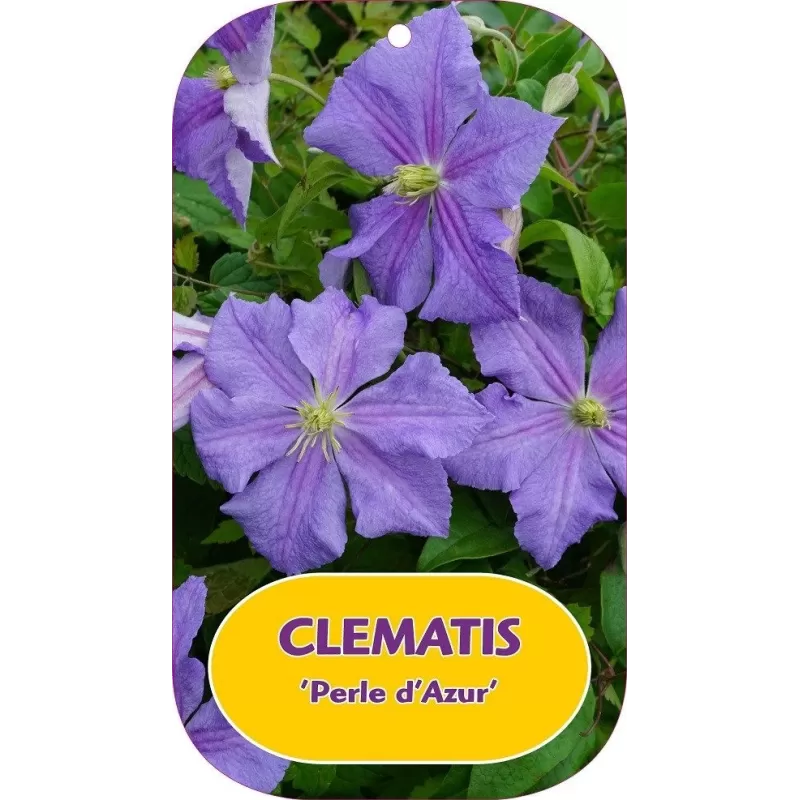 Raganė - Clematis Jackmanii Perle d'Azur