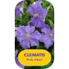 Raganė - Clematis Jackmanii Perle d'Azur
