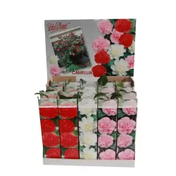 Camellia Brushfields yellow