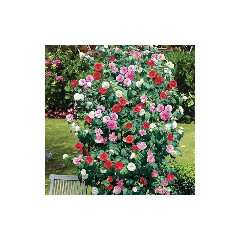 Kamelija - Camellia TRICOLOR