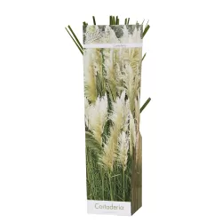 Argentininė kortaderija - Cortaderia selloana