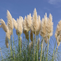 Argentininė kortaderija - Cortaderia selloana