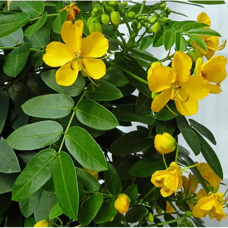Argentininė senna - Cassia (senna) corymbosa