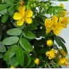 Argentininė senna - Cassia (senna) corymbosa