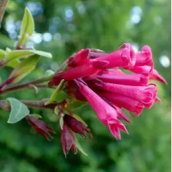 Grakštusis cestras - Cestrum elegans