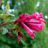 Cestrum elegans
