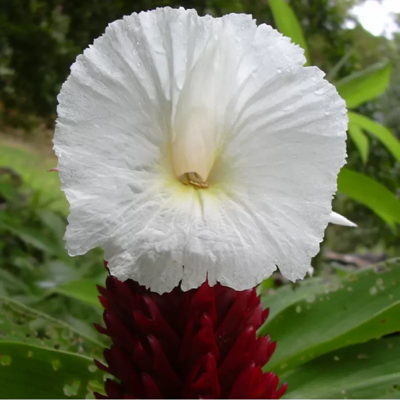 Puošnusis žiodvis - Cheilocostus speciosus