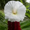 Cheilocostus speciosus