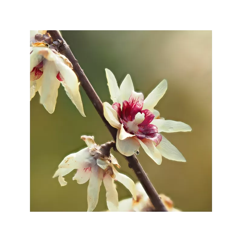 Ankstyvasis žiemuvis - Chimonanthus praecox