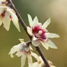 Ankstyvasis žiemuvis - Chimonanthus praecox