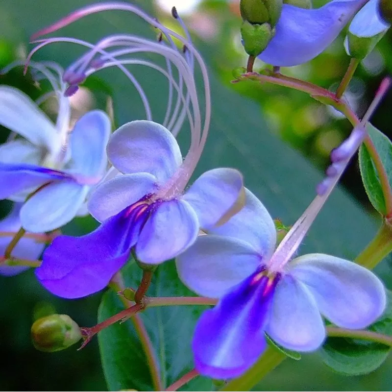 Clerodendrum ugandense