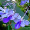 Clerodendrum ugandense